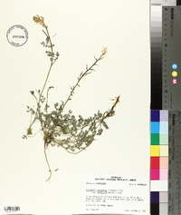 Corydalis micrantha image