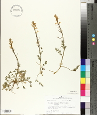 Corydalis micrantha image