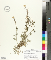 Corydalis micrantha subsp. australis image