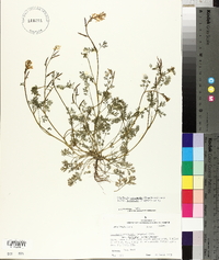 Corydalis micrantha image