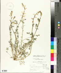 Corydalis micrantha image