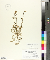 Corydalis micrantha image