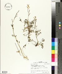 Corydalis micrantha subsp. australis image