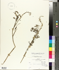 Corydalis micrantha subsp. australis image