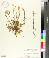 Corydalis micrantha image