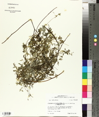 Corydalis micrantha subsp. micrantha image