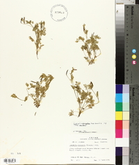 Corydalis micrantha subsp. micrantha image