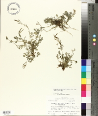 Corydalis micrantha subsp. micrantha image