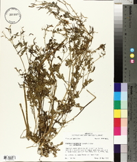 Corydalis micrantha image