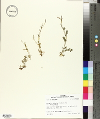 Corydalis micrantha subsp. micrantha image