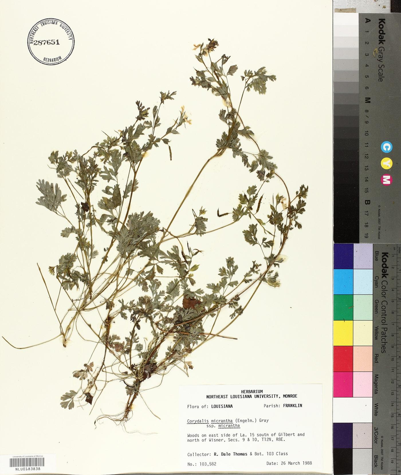 Corydalis micrantha subsp. micrantha image