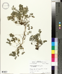 Corydalis micrantha image