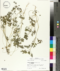 Corydalis micrantha subsp. micrantha image