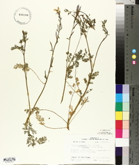 Corydalis micrantha image