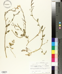 Corydalis micrantha image