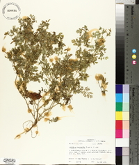 Corydalis micrantha image