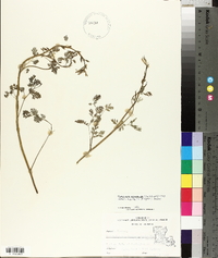 Corydalis micrantha image