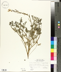 Corydalis micrantha image