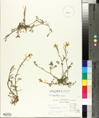 Corydalis micrantha image