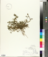 Corydalis micrantha image