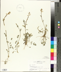 Corydalis micrantha image