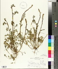 Corydalis micrantha image