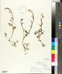 Corydalis micrantha image