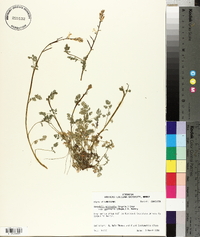 Corydalis micrantha image