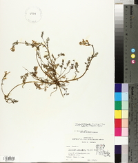 Corydalis micrantha image