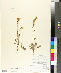 Corydalis micrantha image