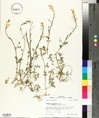 Corydalis micrantha image