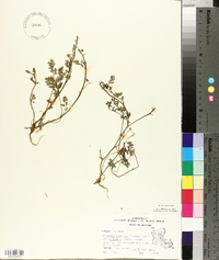 Corydalis micrantha image