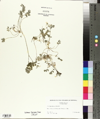 Corydalis flavula image