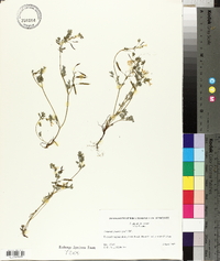 Corydalis flavula image