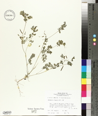 Corydalis flavula image
