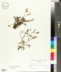 Corydalis flavula image