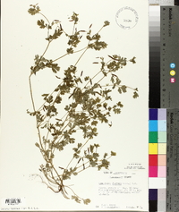 Corydalis flavula image