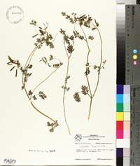 Corydalis flavula image