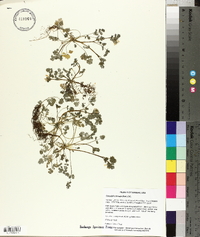 Corydalis flavula image
