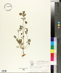 Corydalis flavula image