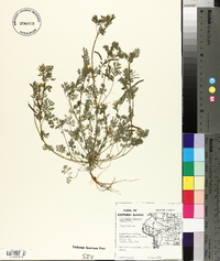 Corydalis flavula image