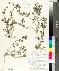 Corydalis flavula image