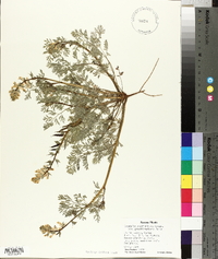 Corydalis curvisiliqua image