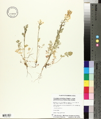 Corydalis curvisiliqua image
