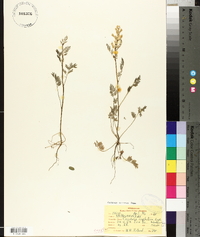 Corydalis crystallina image