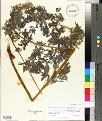 Corydalis caseana subsp. brandegeei image