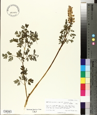 Corydalis caseana image