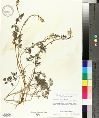 Corydalis aurea image