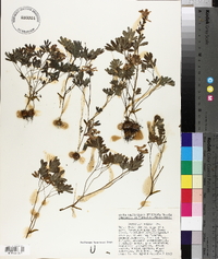 Corydalis solida image