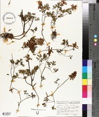 Corydalis solida image
